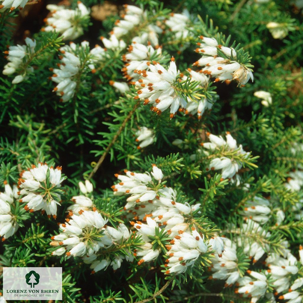 Erica carnea 'Golden Starlet'
