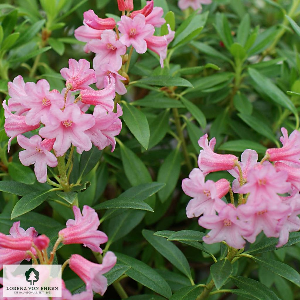 Rhododendron ferrugineum