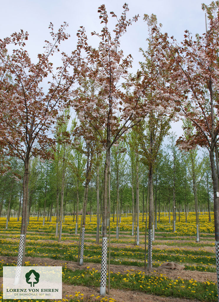 Prunus serrulata 'Shirofugen'
