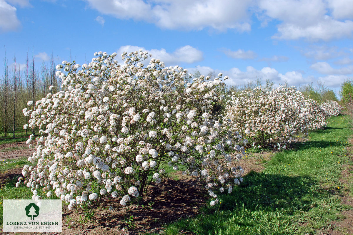 Viburnum burkwoodii