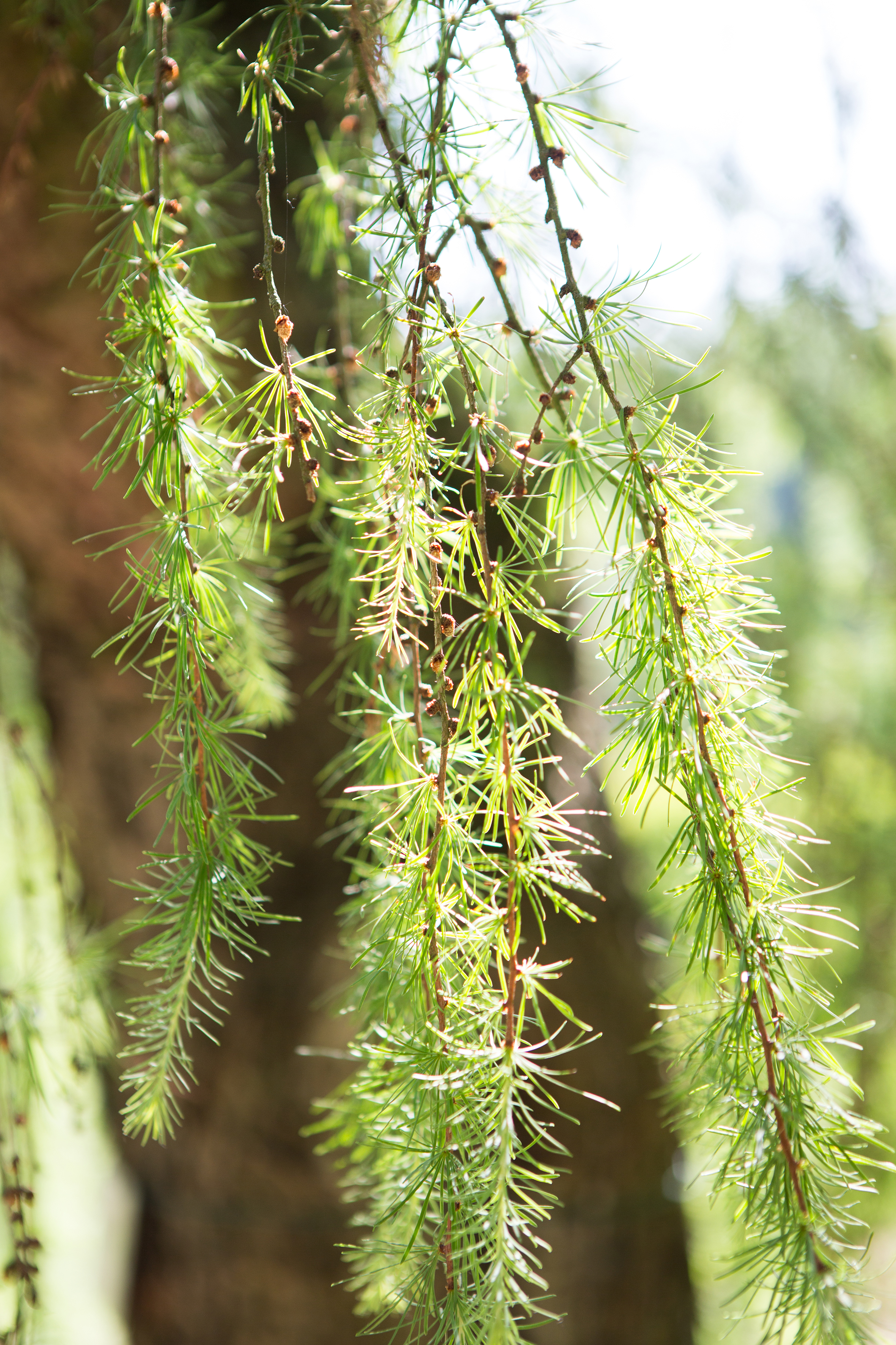 Larix kaempferi 'Pendula' Unikat