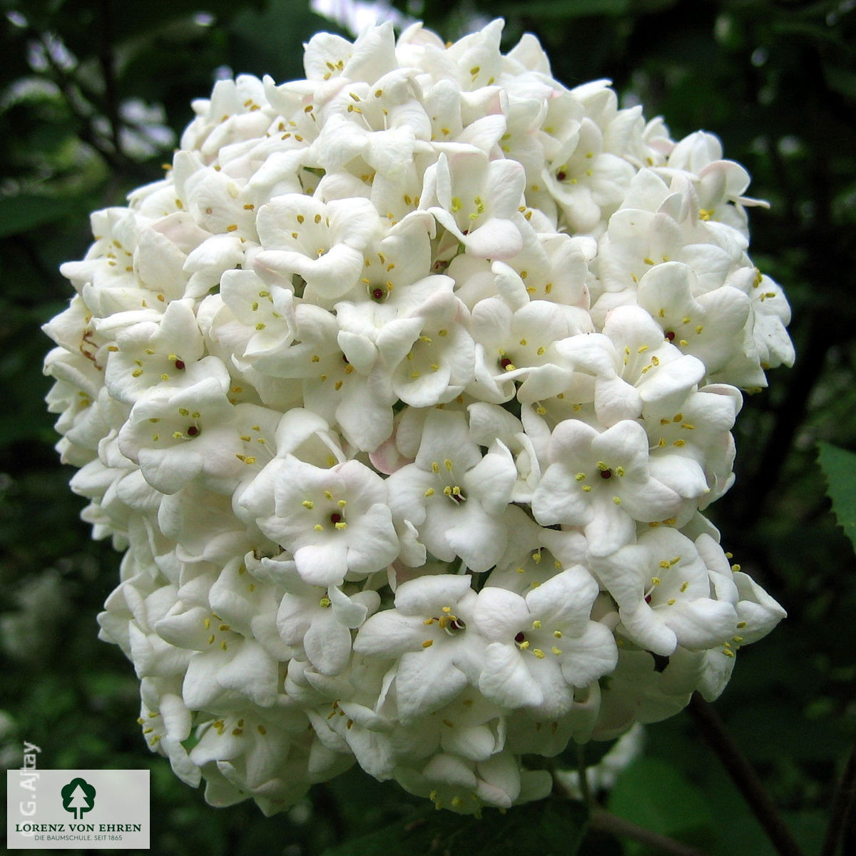 Viburnum carlesii