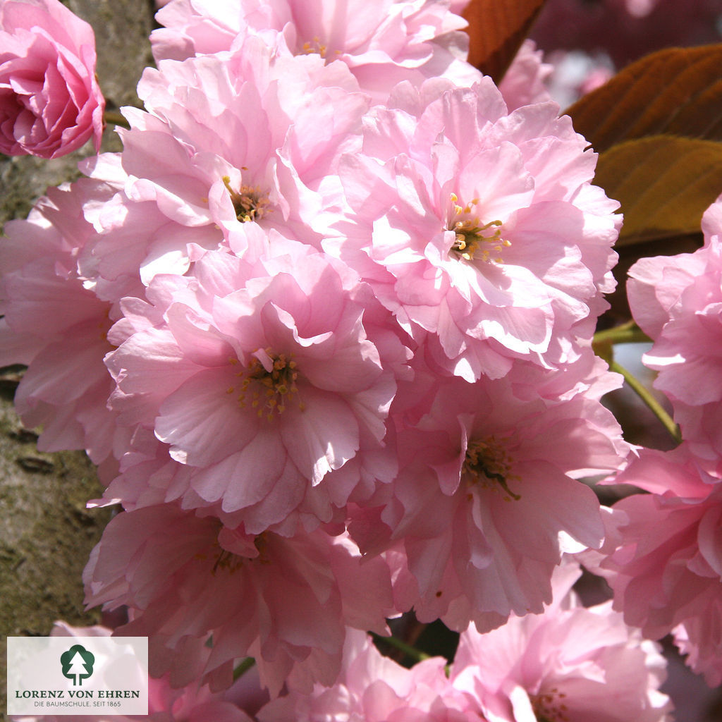 Prunus serrulata 'Kanzan'