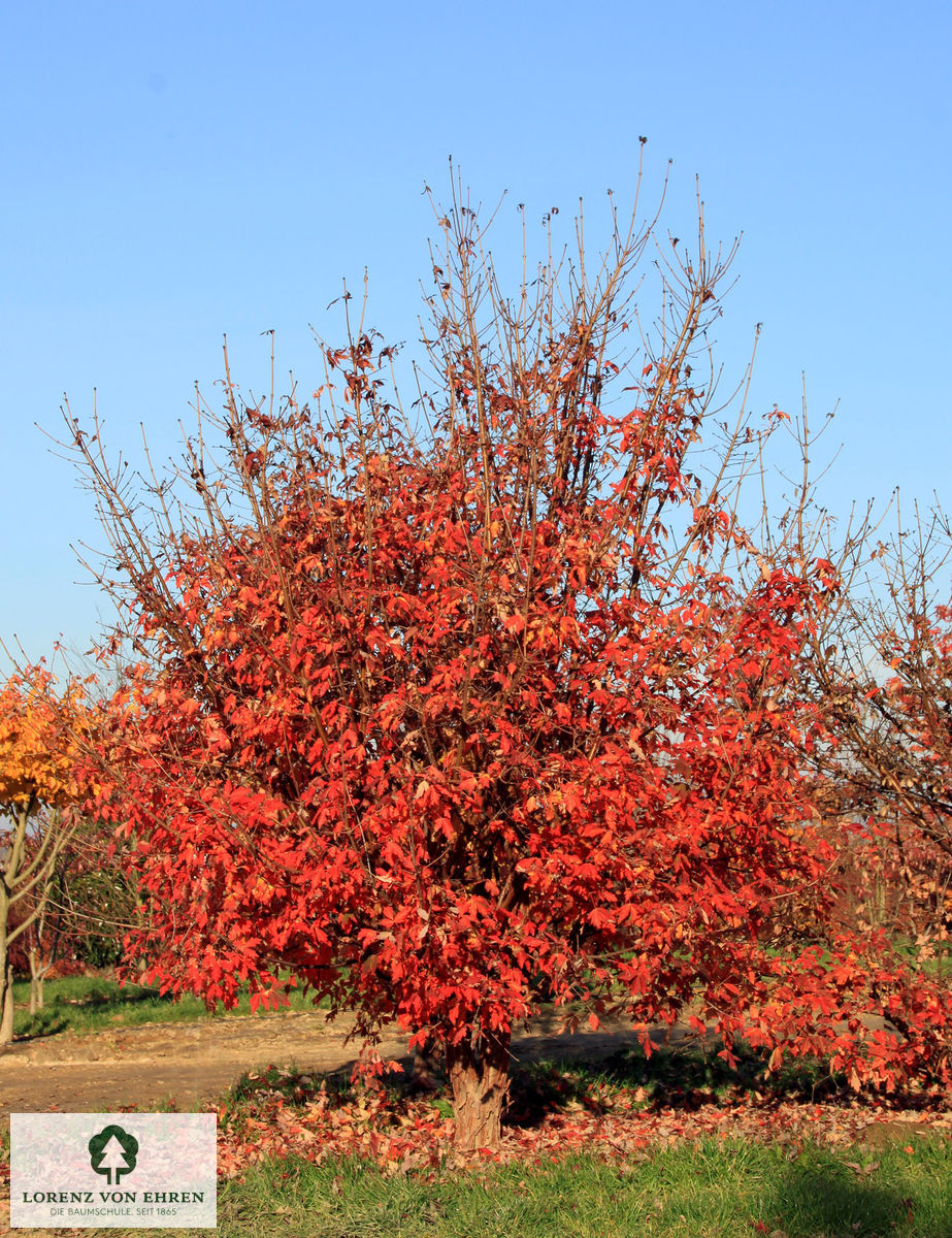 Acer griseum