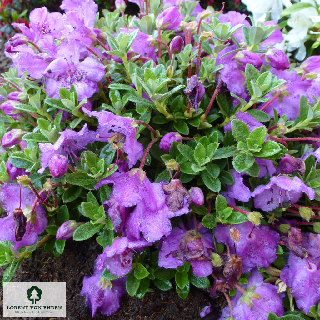 Rhododendron keleticum