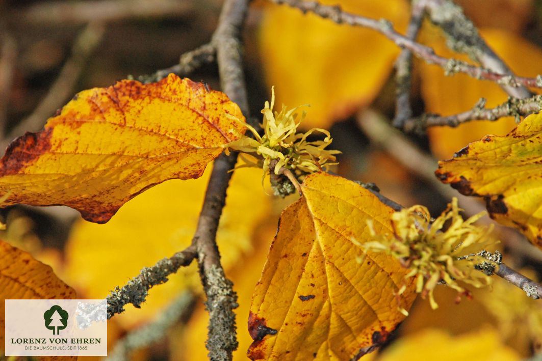 Hamamelis virginiana