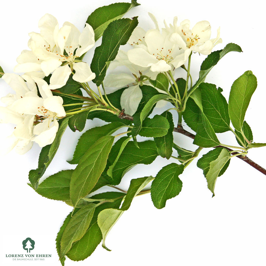 Malus baccata 'Street Parade'