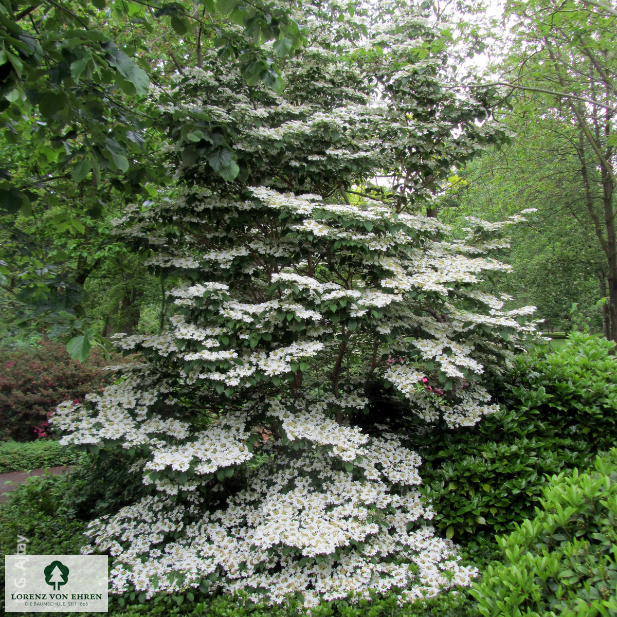 Viburnum plicatum 'Watanabe'