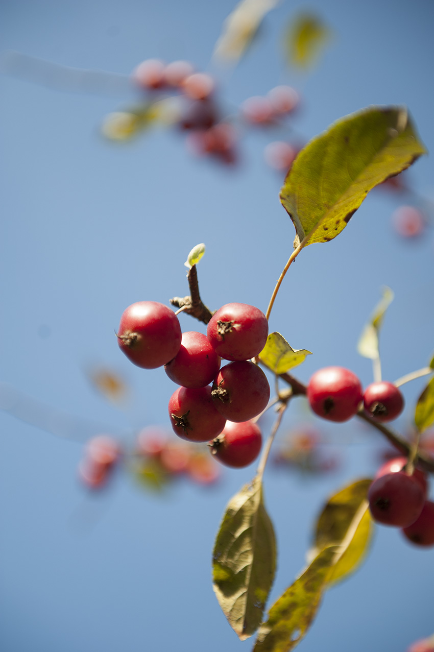 Malus 'Professor Sprenger' Unikat