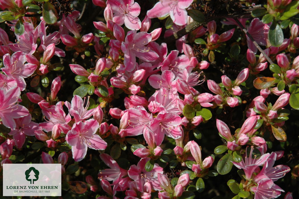 Rhododendron Japanische Azalee 'Kermesina'