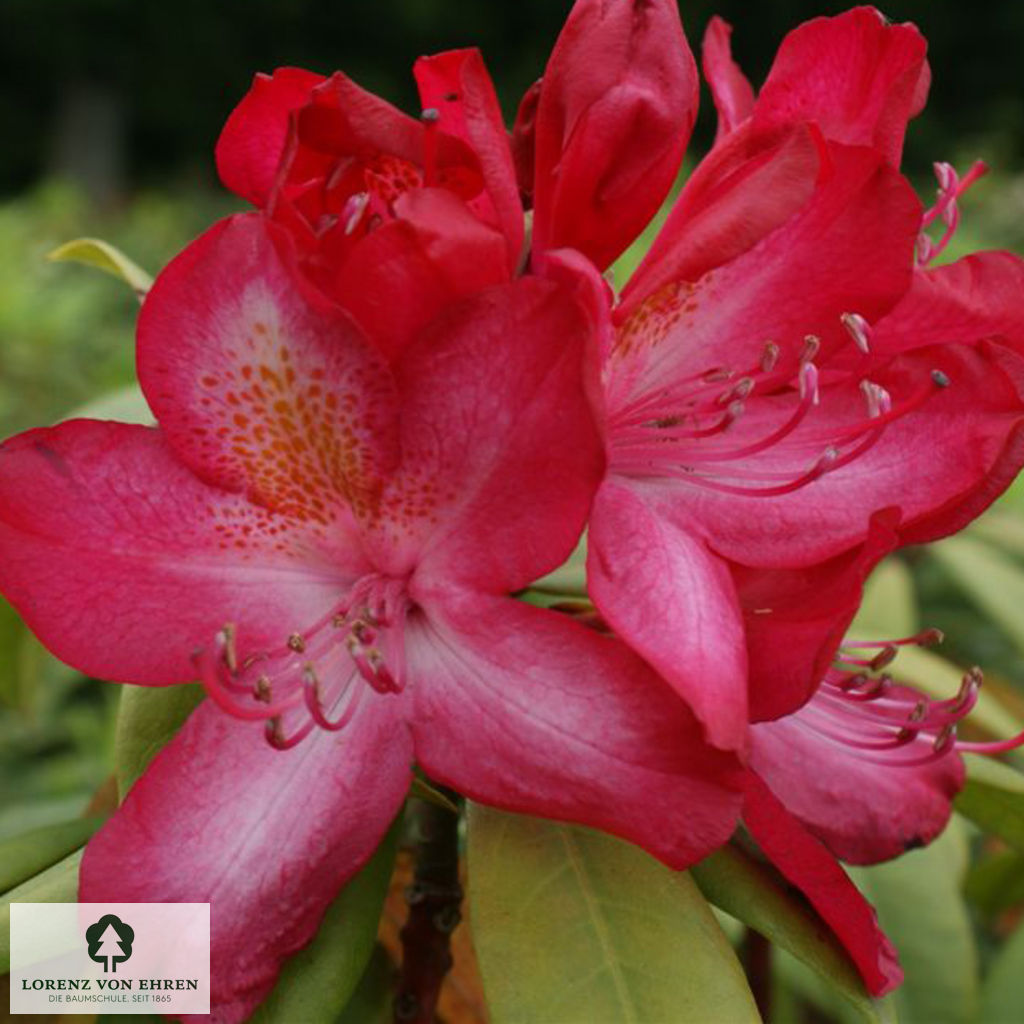Rhododendron Hybride 'Junifeuer'