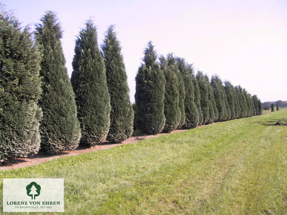 Chamaecyparis lawsonia 'Columnaris'