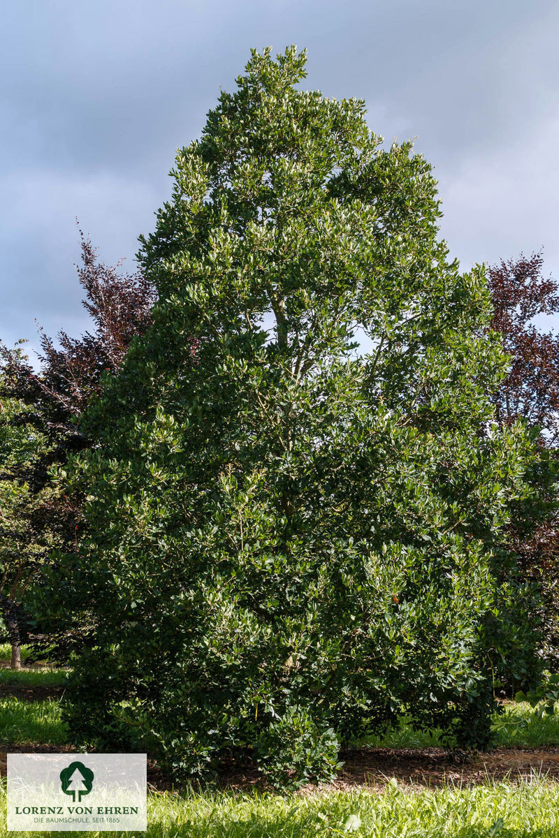 Quercus turneri 'Pseudoturneri'