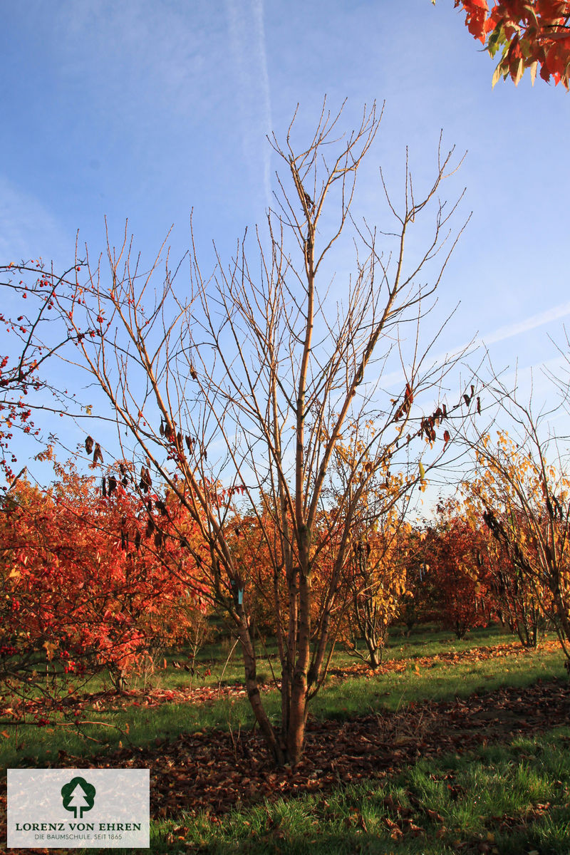 Prunus maackii 'Amber Beauty'