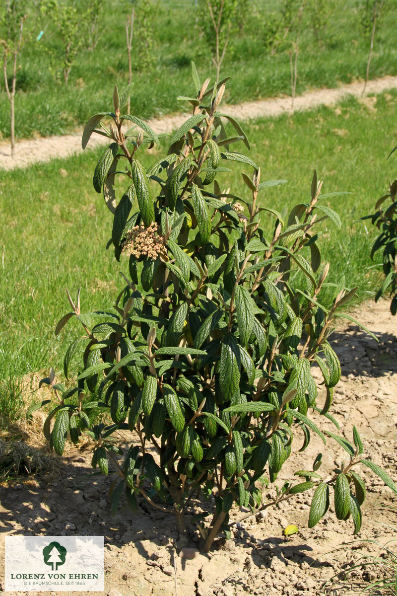 Viburnum rhytidophyllum