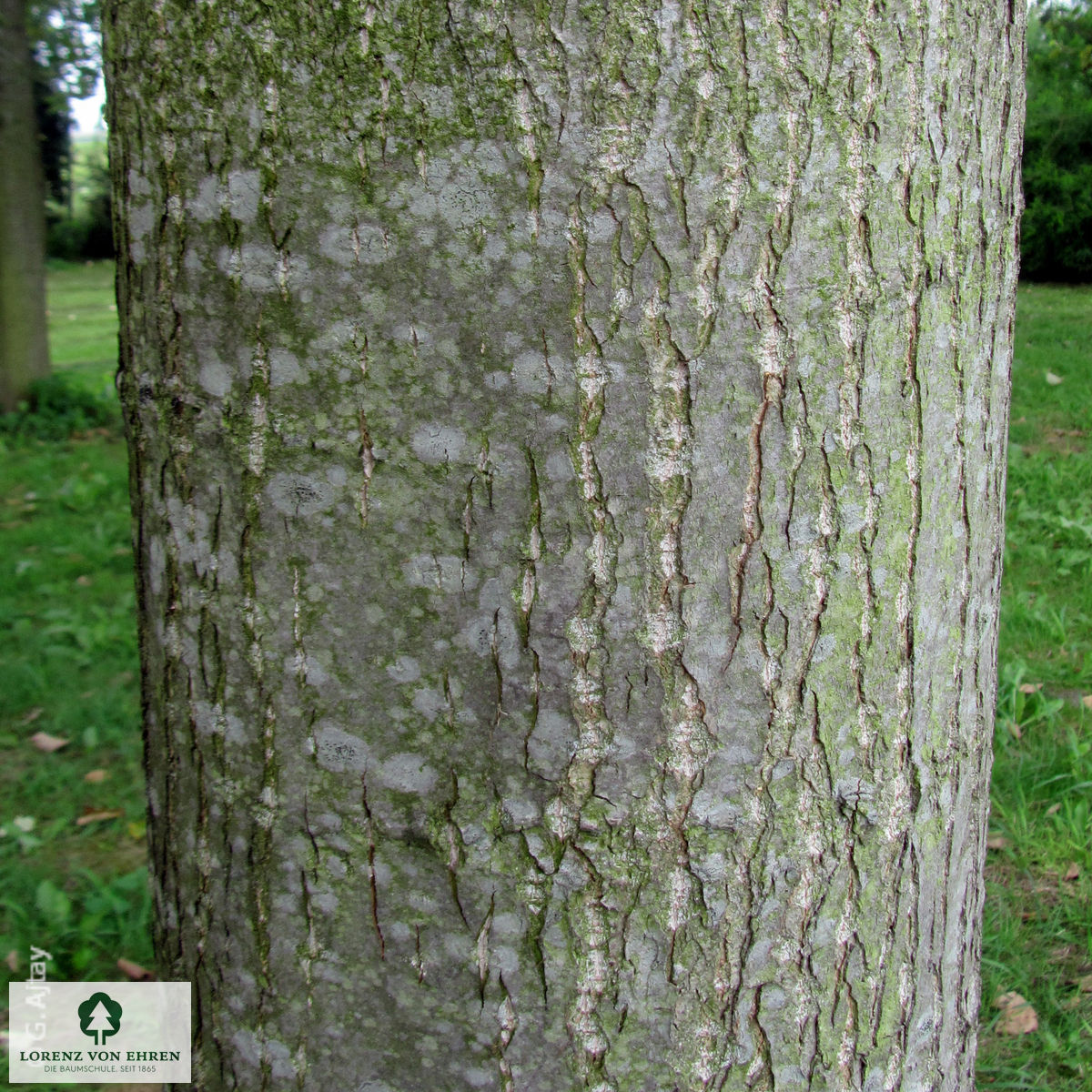 Populus balsamifera