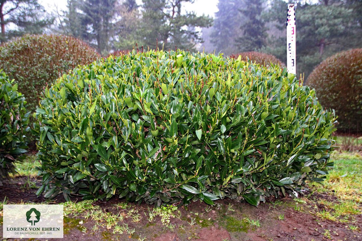 Prunus laurocerasus 'Otto Luyken'