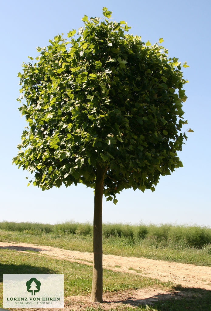 Platanus acerifolia