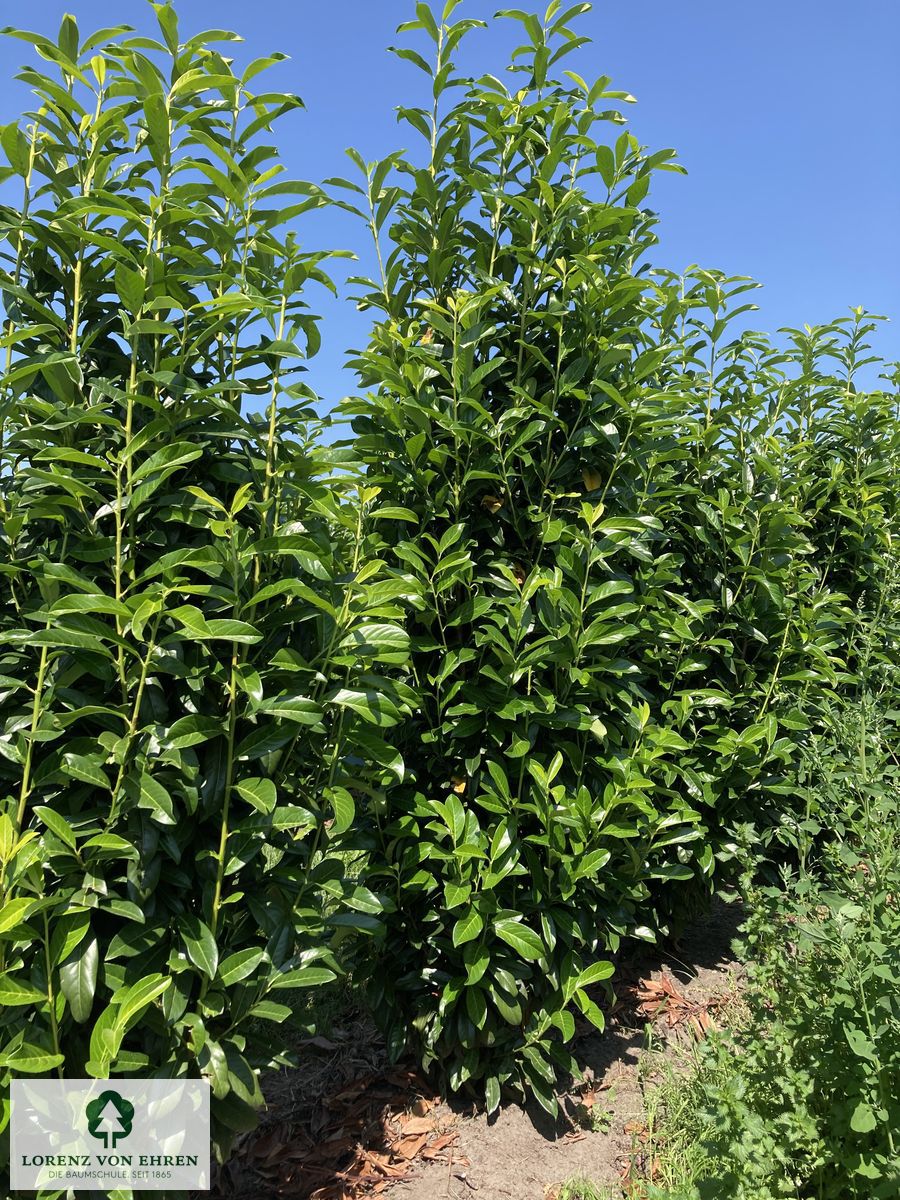 Prunus laurocerasus 'Genolia'