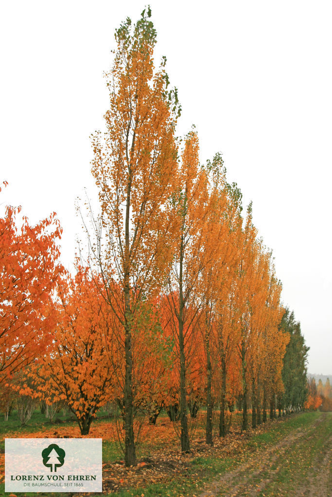 Populus nigra 'Italica'
