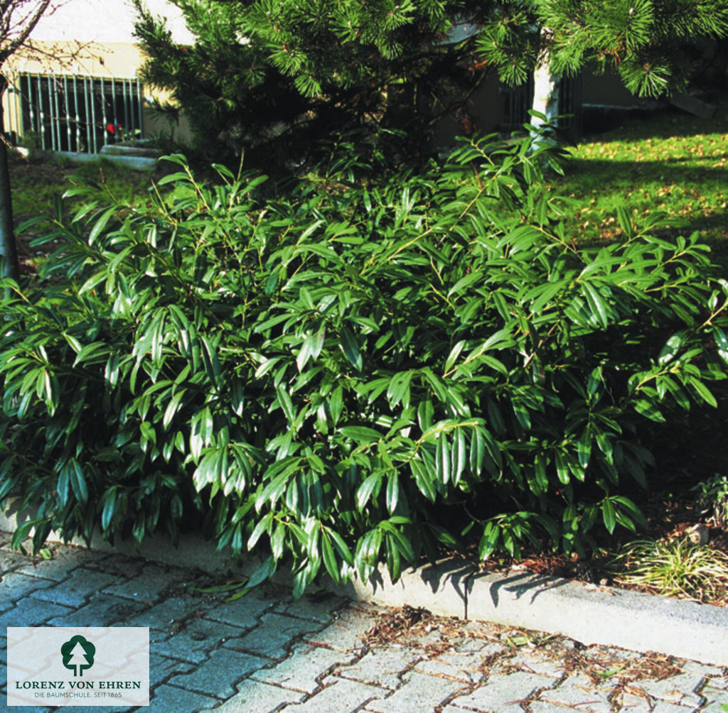 Prunus laurocerasus 'Zabeliana'