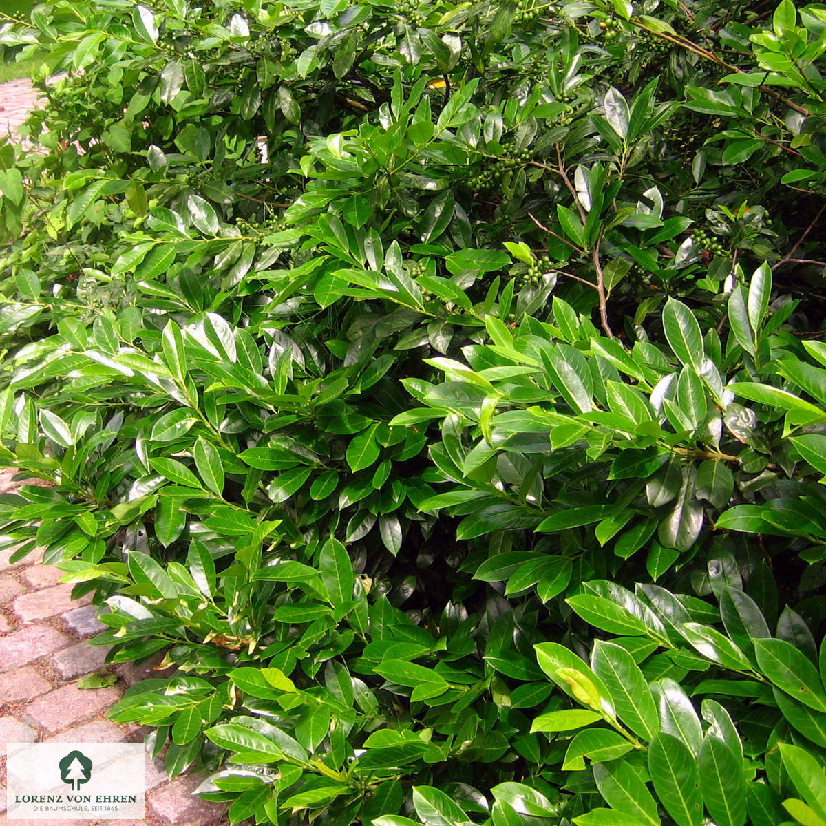 Prunus laurocerasus 'Van Nes'