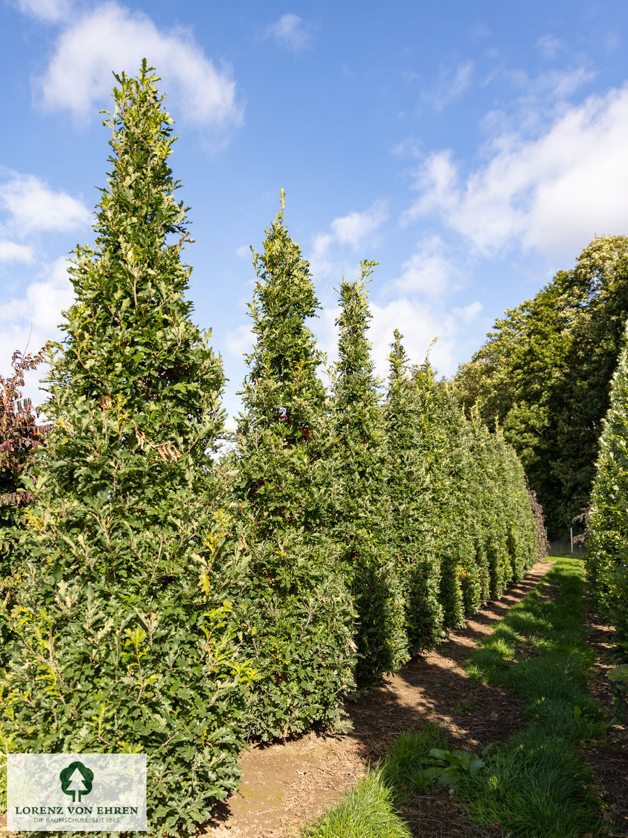 Quercus warei 'Long'