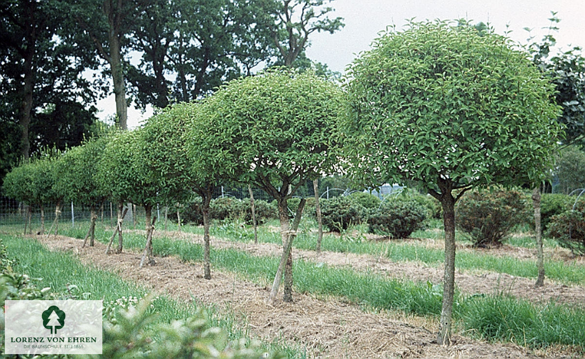 Syringa chinensis