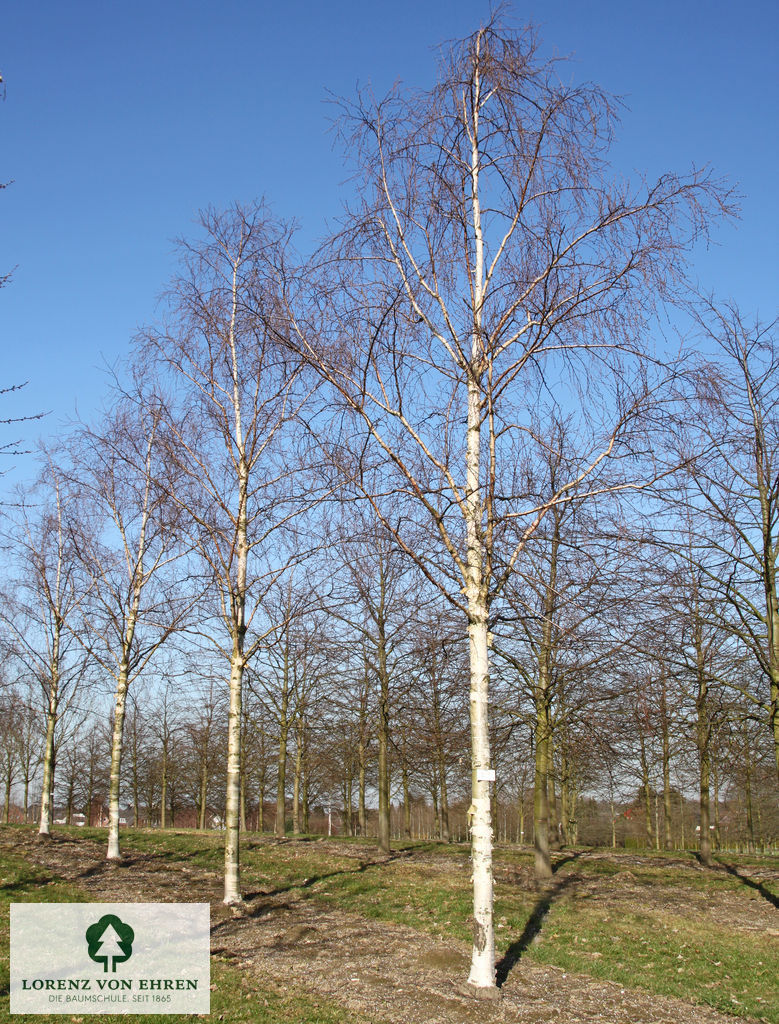 Betula ermanii