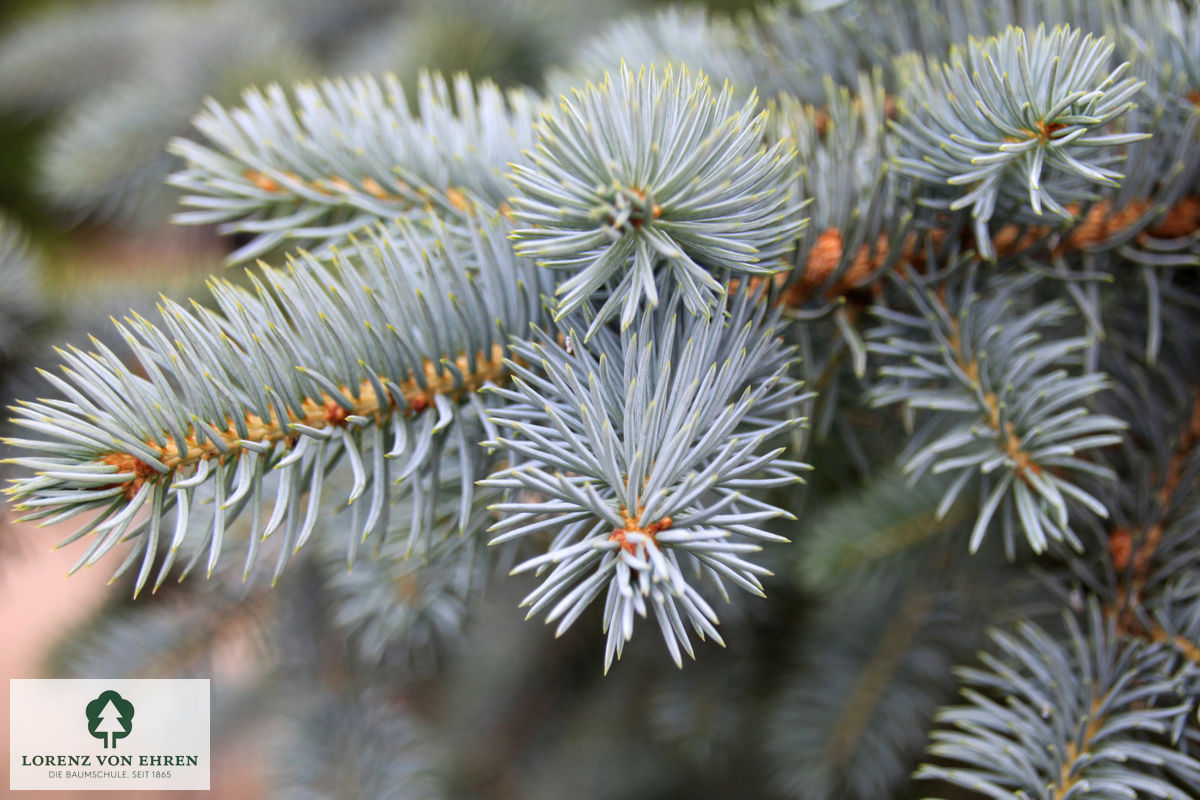 Picea pungens glauca
