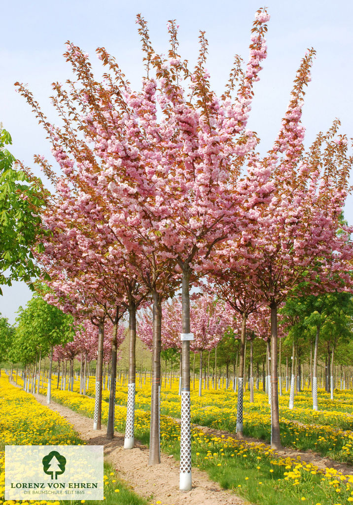 Prunus serrulata 'Kanzan'