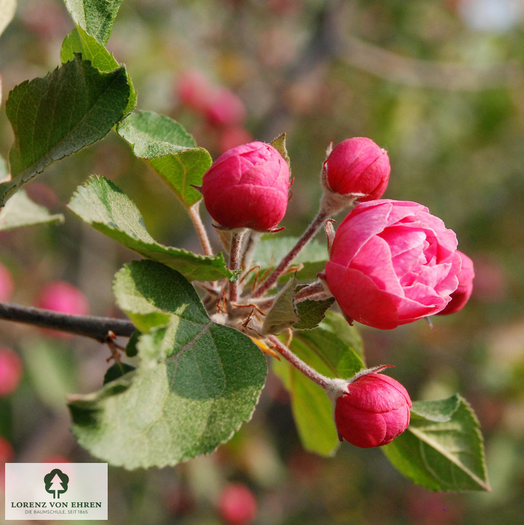 Malus 'Brandy Magic'