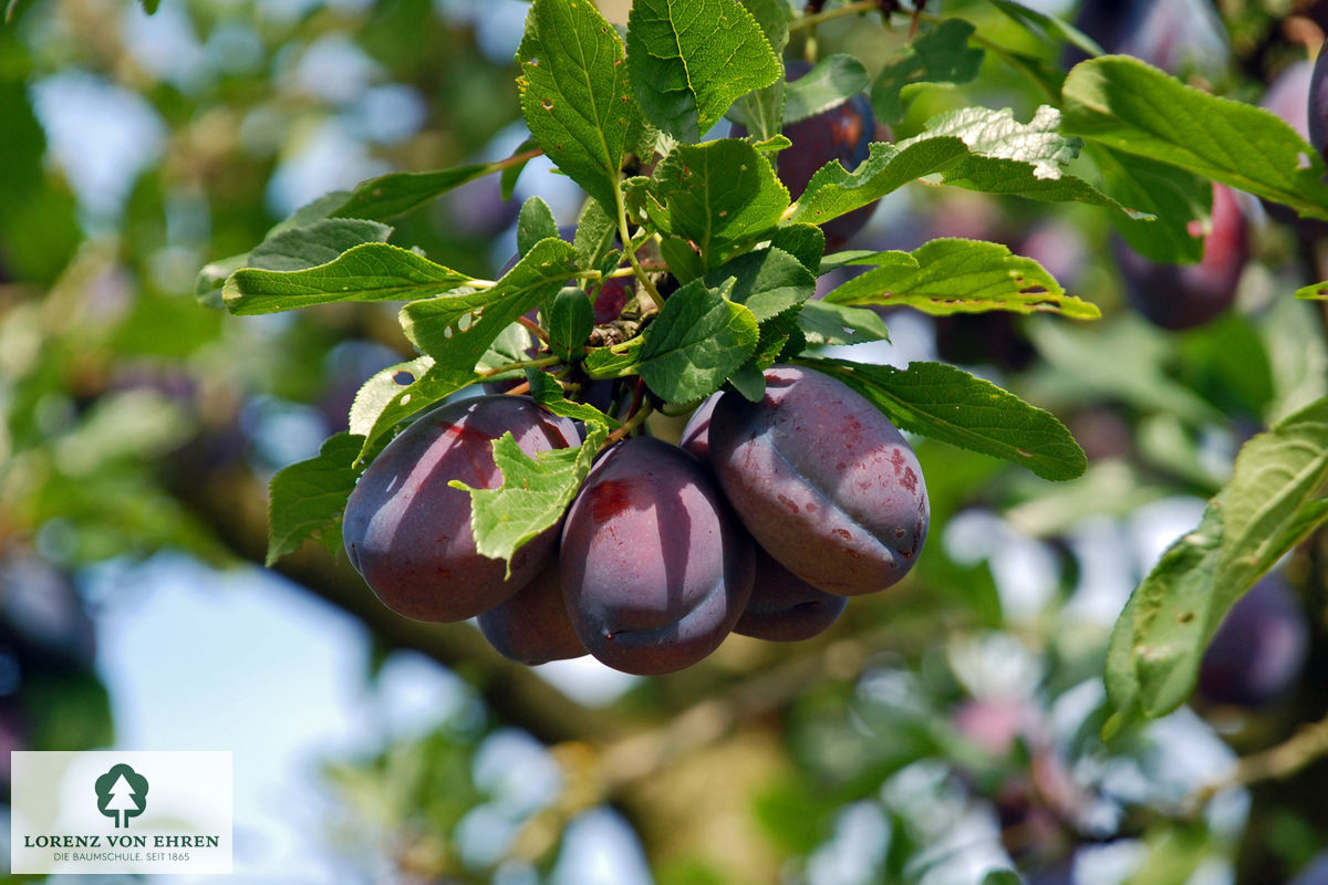Prunus domestica 'Wangenheimer Frühzwetsche'