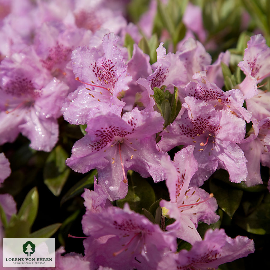Rhododendron saluense 'Lavendula'
