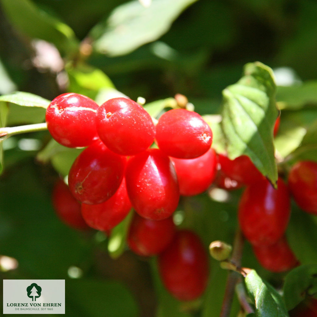 Knallrote Früchte der Kornelkirsche