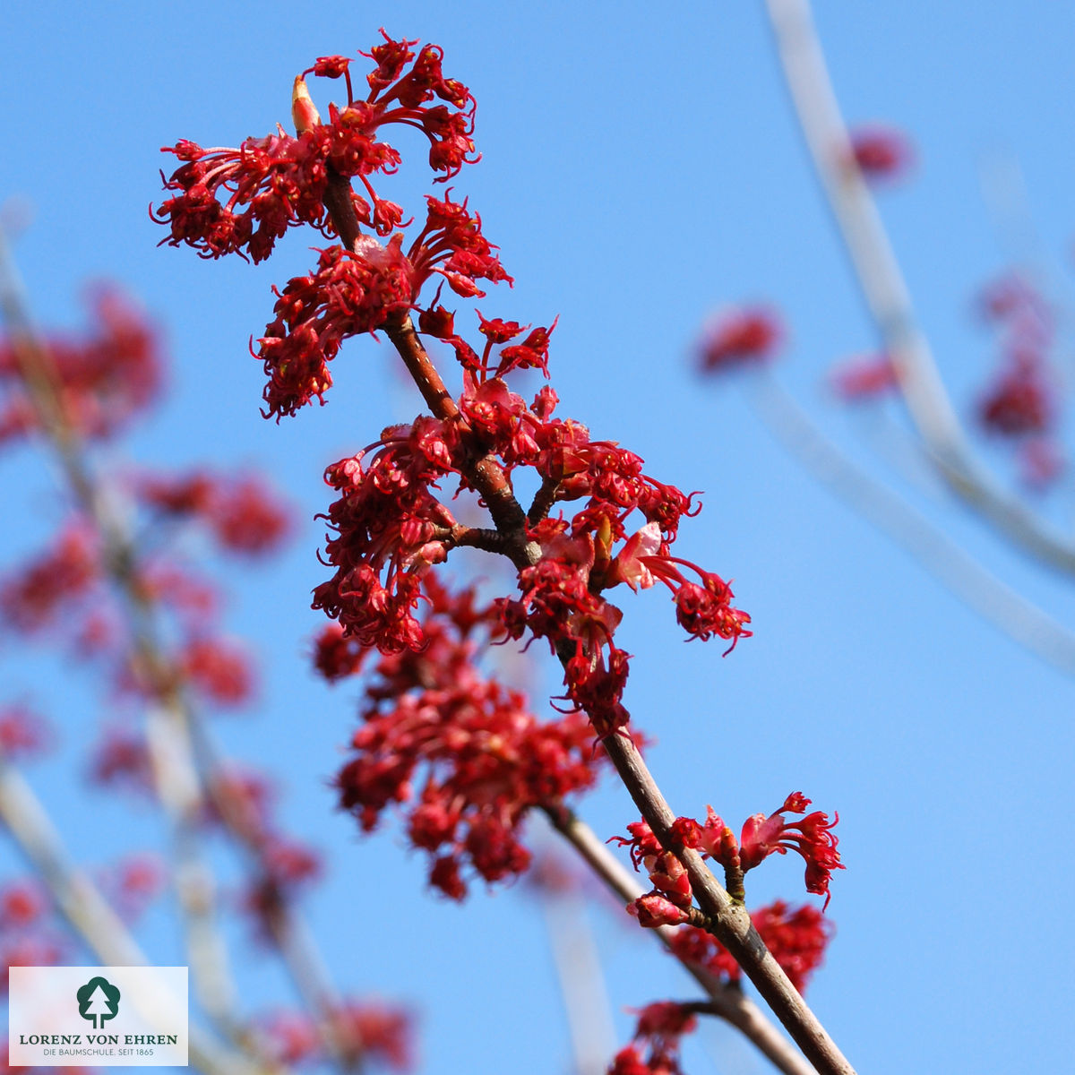 Acer rubrum 'Red Sunset'