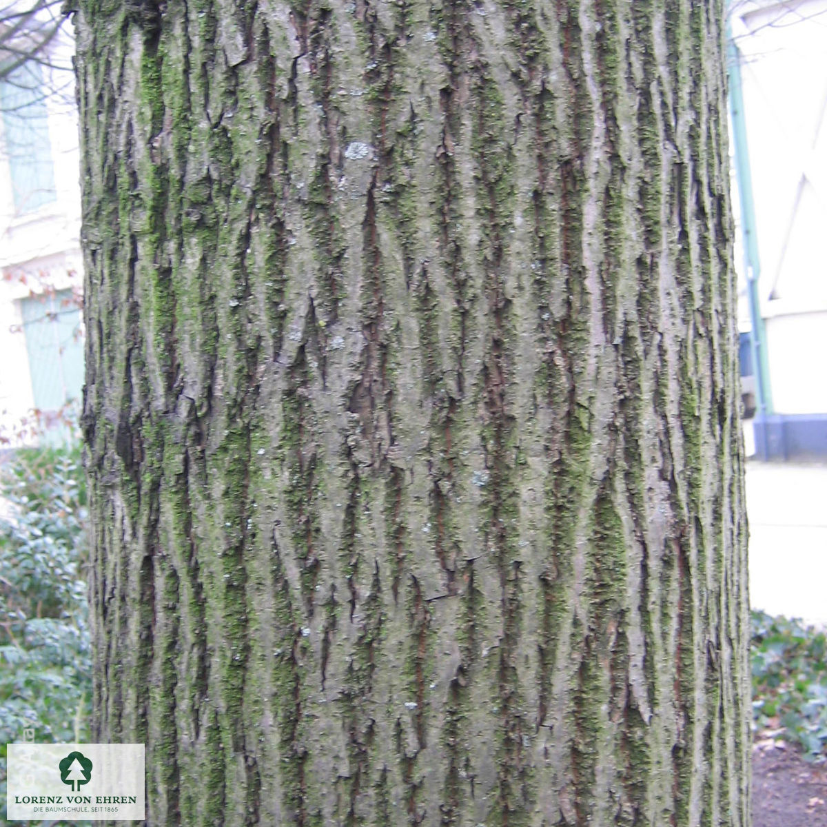Tilia platyphyllos 'Rubra'