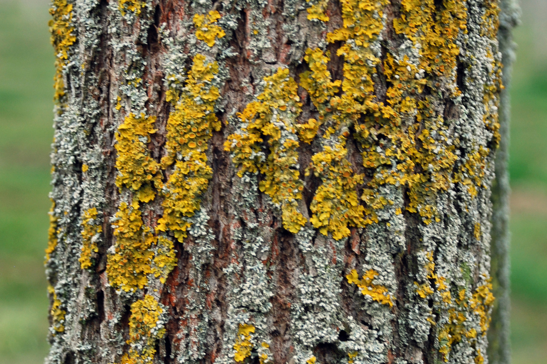 Die Rinde des Schwarznussbaums (Juglans nigra) - ein wahres Meisterwerk der Natur. Entdecken Sie die unvergleichliche Schönheit im Detail.