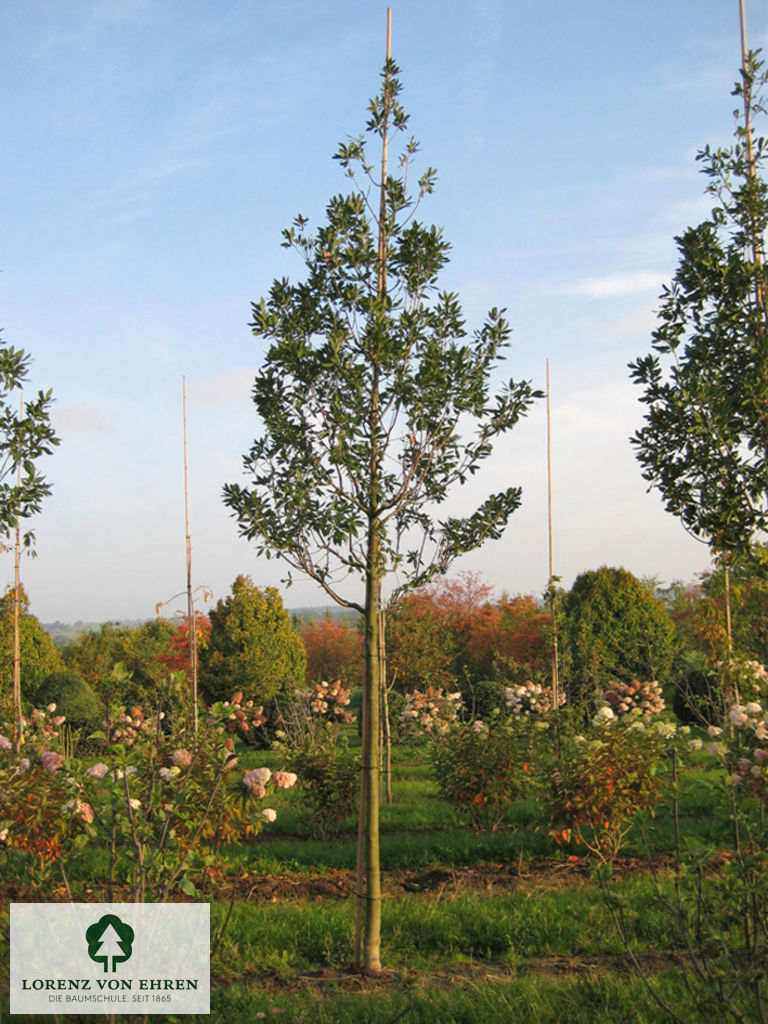 Quercus turneri 'Pseudoturneri'