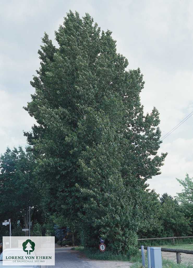 Populus berolinensis
