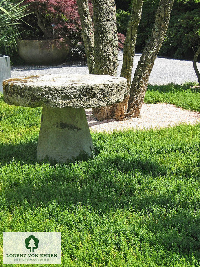 Euonymus fortunei 'Minimus'