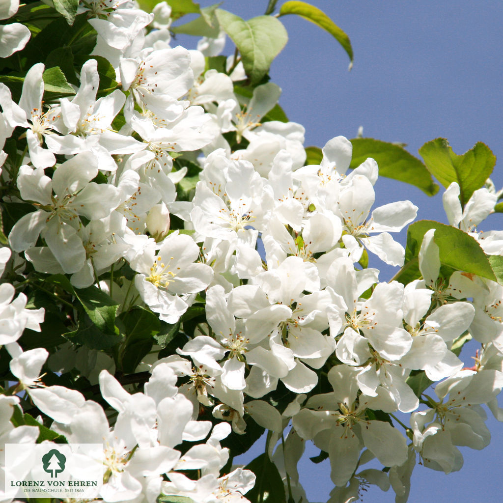 Malus baccata 'Street Parade'