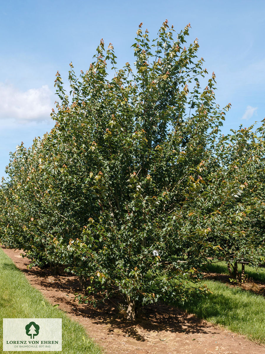 Acer rubrum 'Red Sunset'