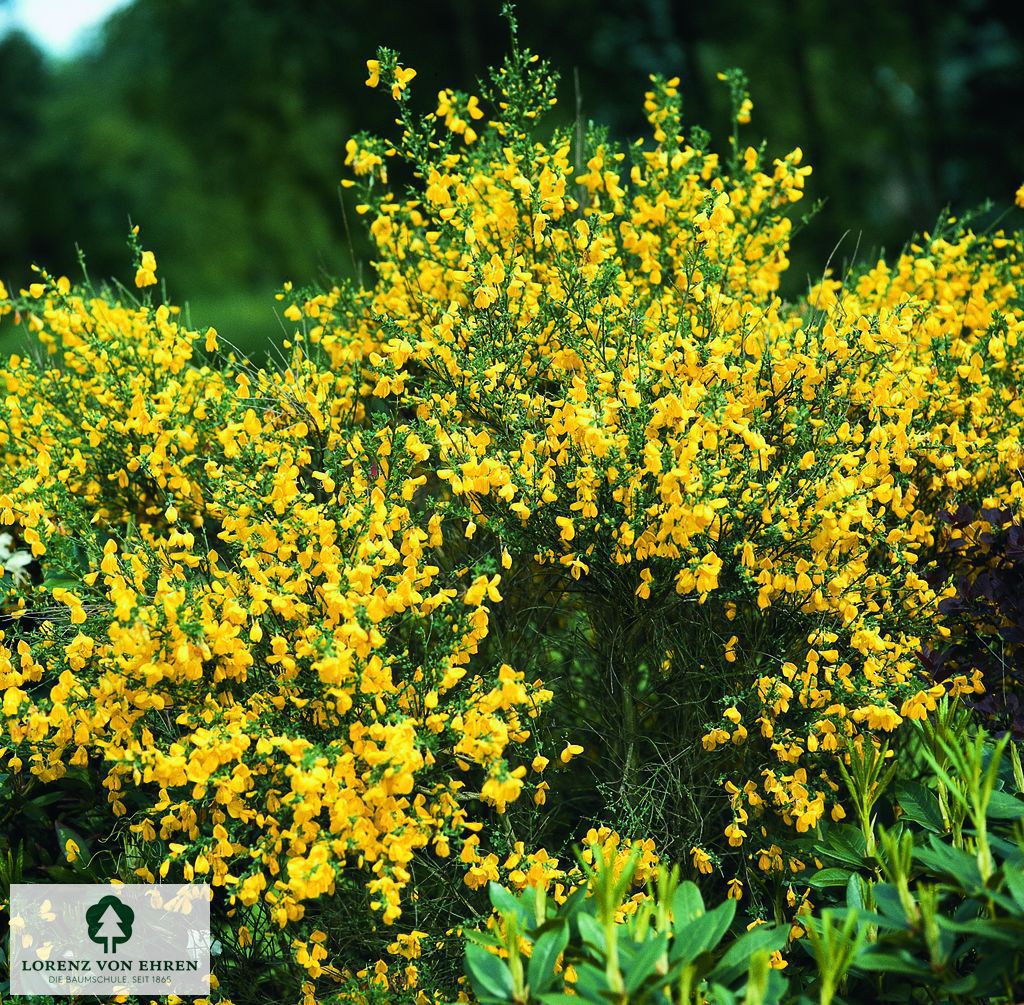Cytisus beanii