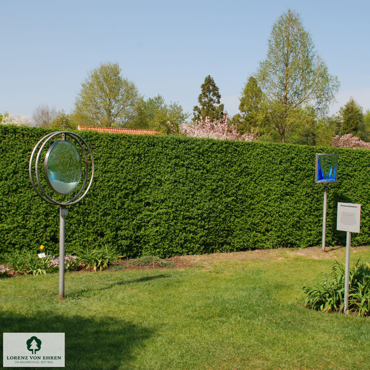 Ligustrum vulgare 'Atrovirens'