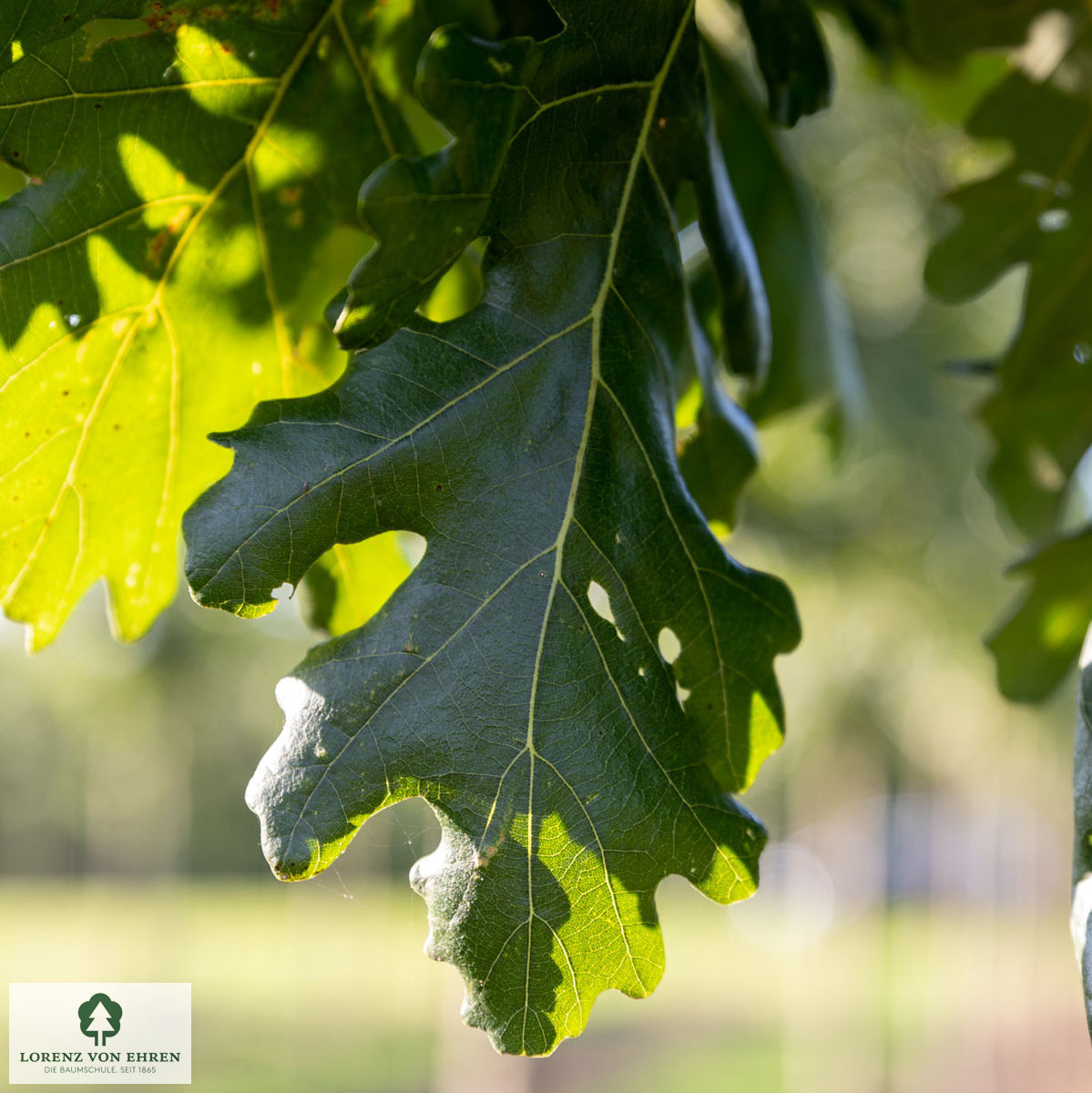 Quercus frainetto 'Trump'