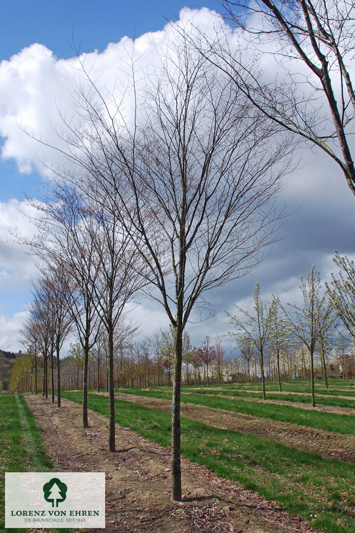 Zelkova serrata 'Village Green'