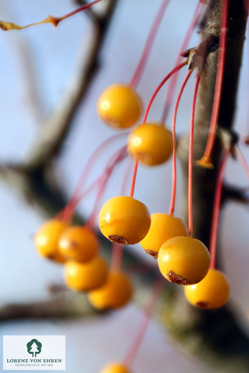 Malus toringo sargentii Sämling