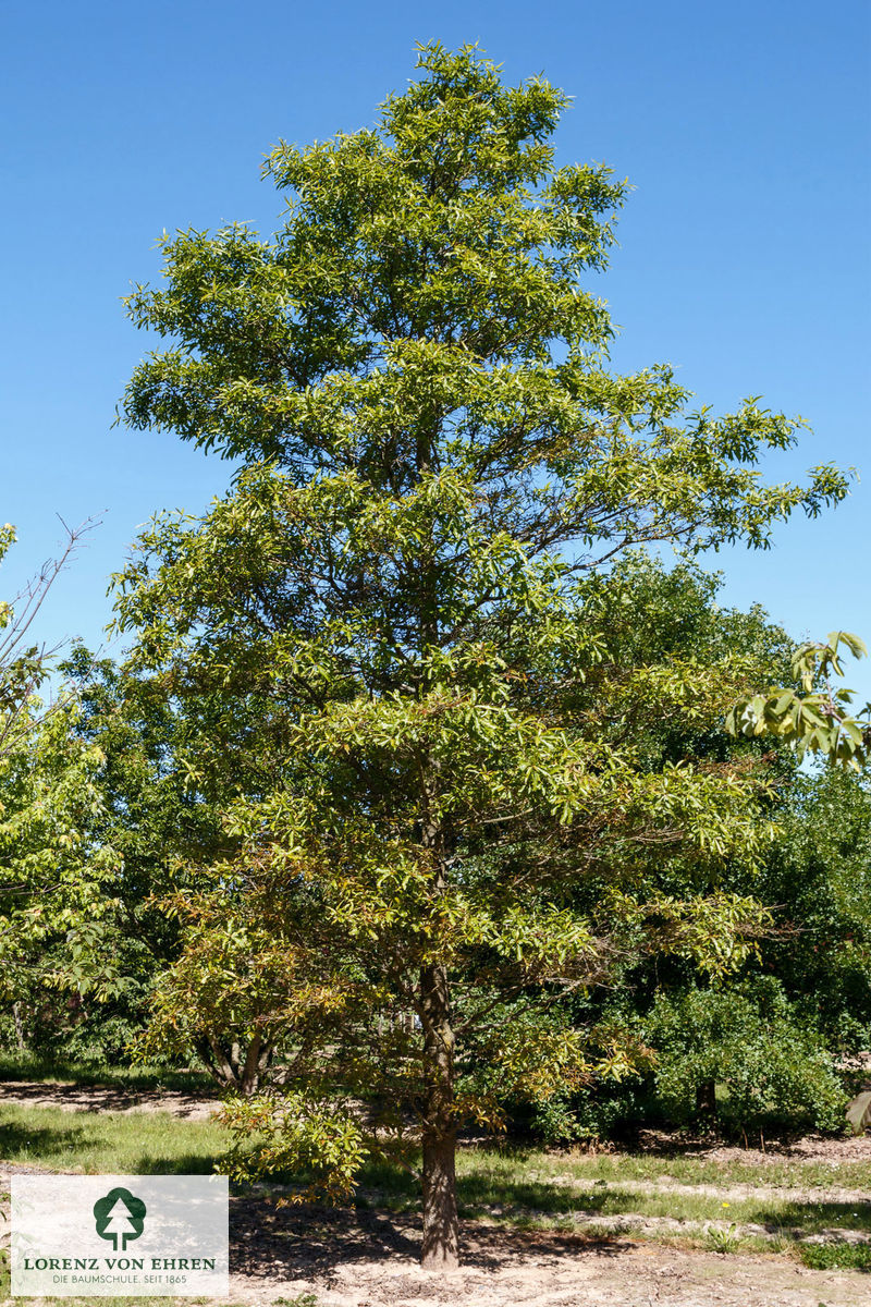 Quercus phellos
