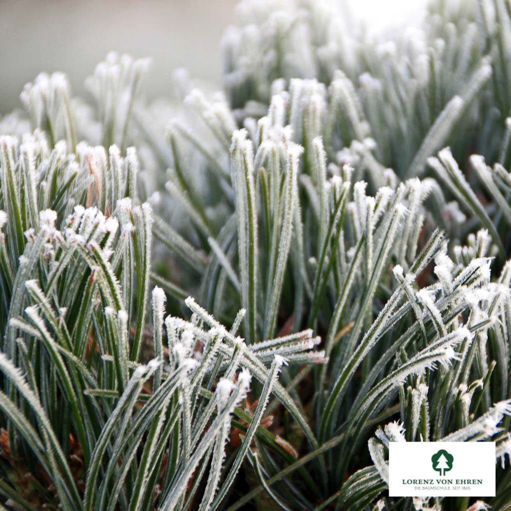 Blaue Mädchen-Kiefer